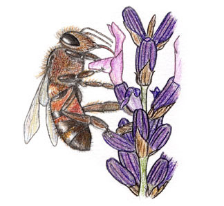 (Illustration Biene an Lavendel)
