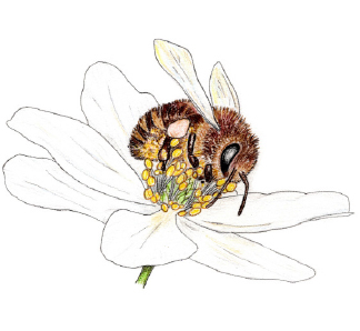 (Illustration Buschwindroeschen)