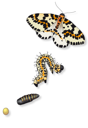 Abb. Stachelbeerspanner